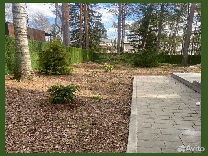 Калифорнийская изгородь