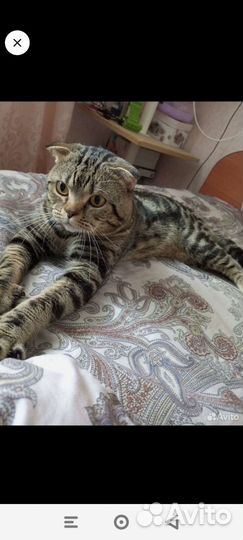 Вислоухие котята