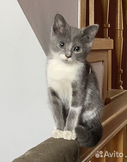Кошка в дар бесплатно
