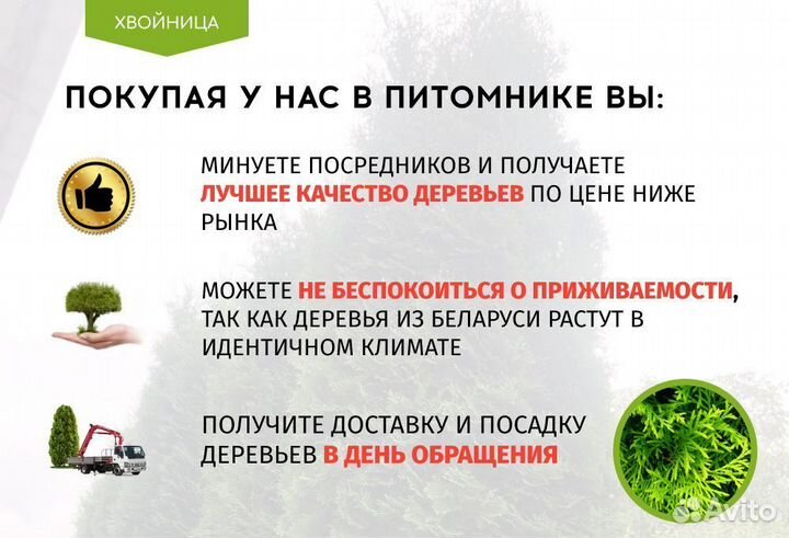 Туя сортовая Смарагд, Брабант,Колумна