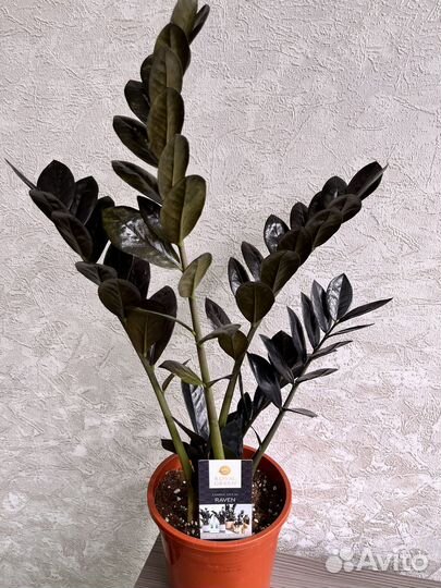 Замиакулькас черный равен