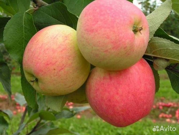 Саженцы яблони Юбиляр