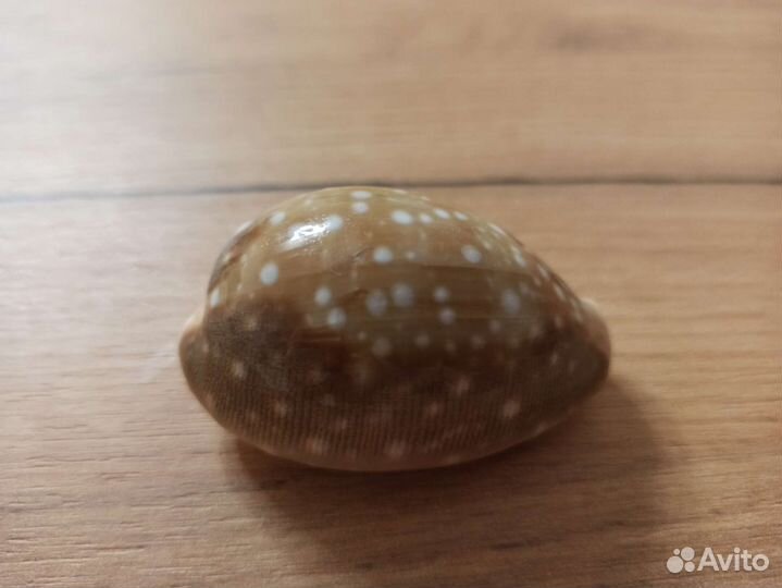 Морская раковина