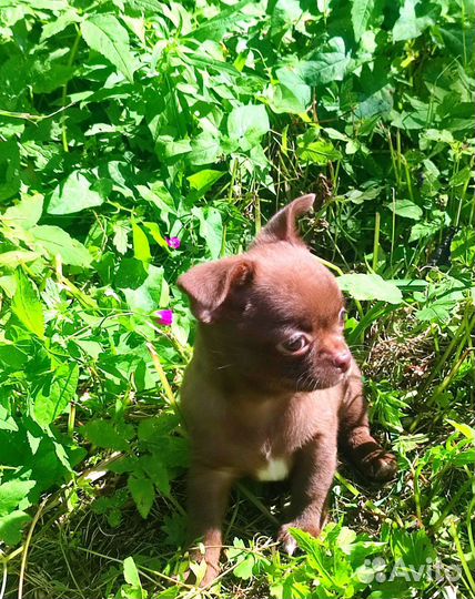 Чихуахуа мальчики лиловый и шоколад