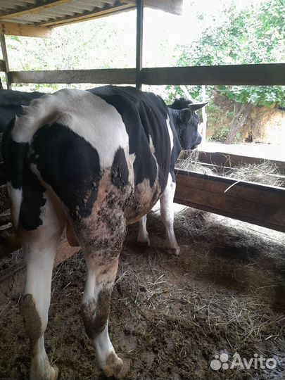 Быки на мясо