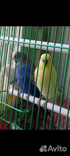 Два волнистых попугая вместе с клеткой 3000 тысячи