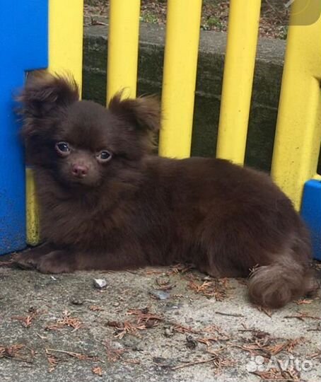 Чихуахуа шоколадный Перси