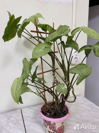 Комнатные цветы