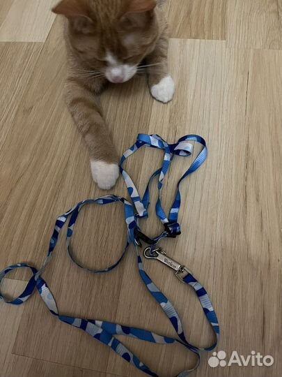 Поводок-шлейка для кошек и собак мелких пород