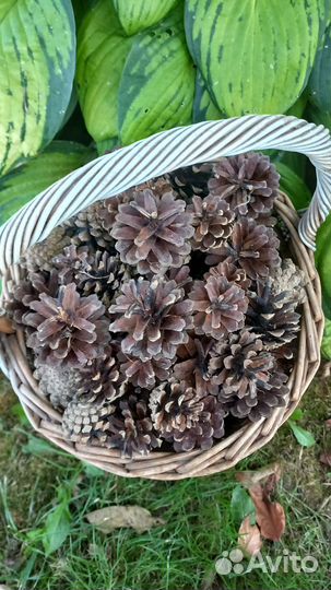 Сосновые шишки для декора и поделок