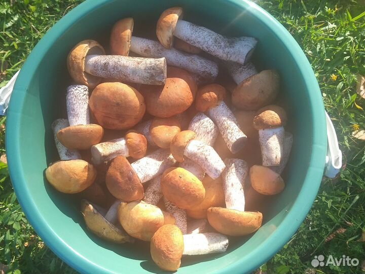 Грибы Красноголовики свежие