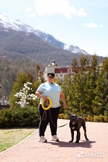 Зоопсихолог Дрессировка Воспитание собак с выездом