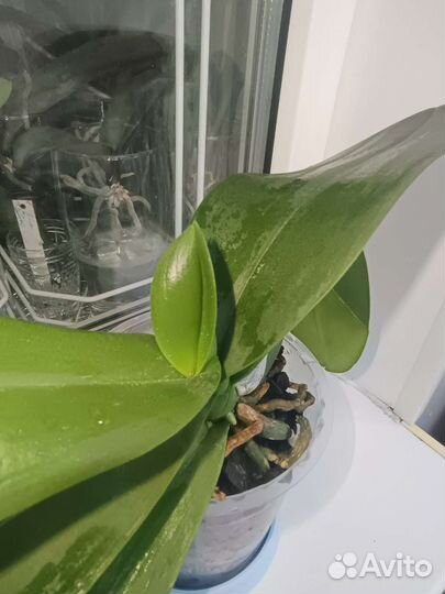 Орхидея фаленопсис Big Lip Aladdin. Отцвёл