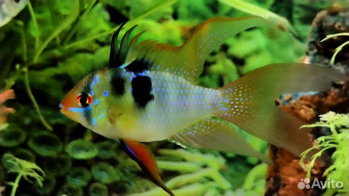 Рыбки Тернеции, Апистограмма Ремирези, Скалярии