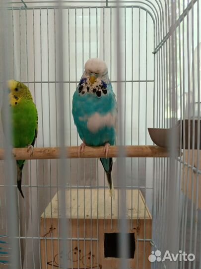 Попугай ввп чех самочка