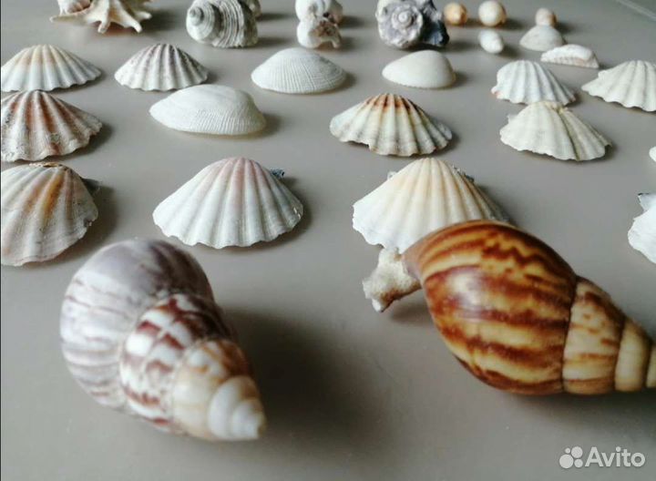 Коралл ракушки морская звезда