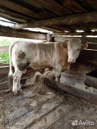 Быки на племя