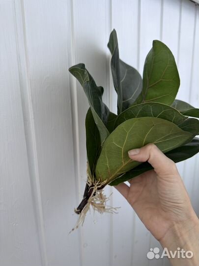 Фикус лирата бамбино