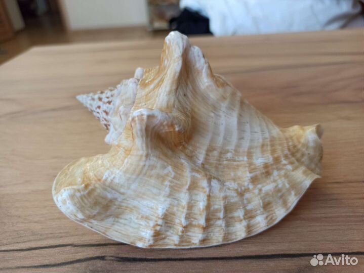 Морская раковина