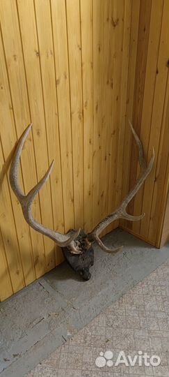 Продам рога оленя