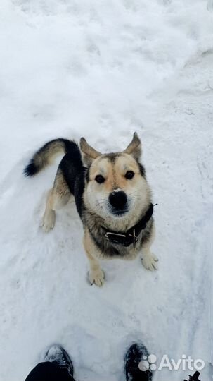 Щенки в добрые руки
