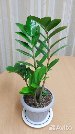 Замиокулькас и крассула (денежные деревья)