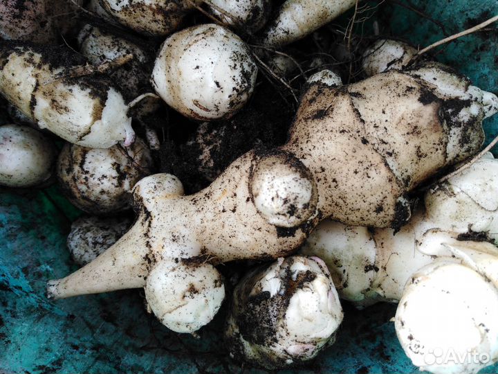 Топинамбур