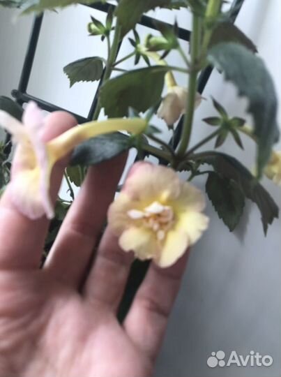 Ахименес Yellow English Rose. каллы Розовые