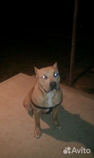 Выгул собак