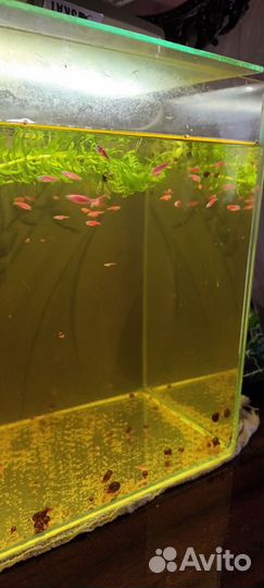 Аквариумные рыбки отдам почти бесплатно