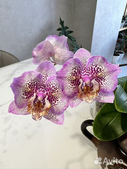 Пересадка орхидей и комнатных растений