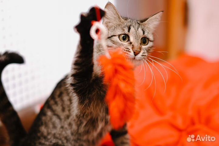 Молодая кошка в добрые руки