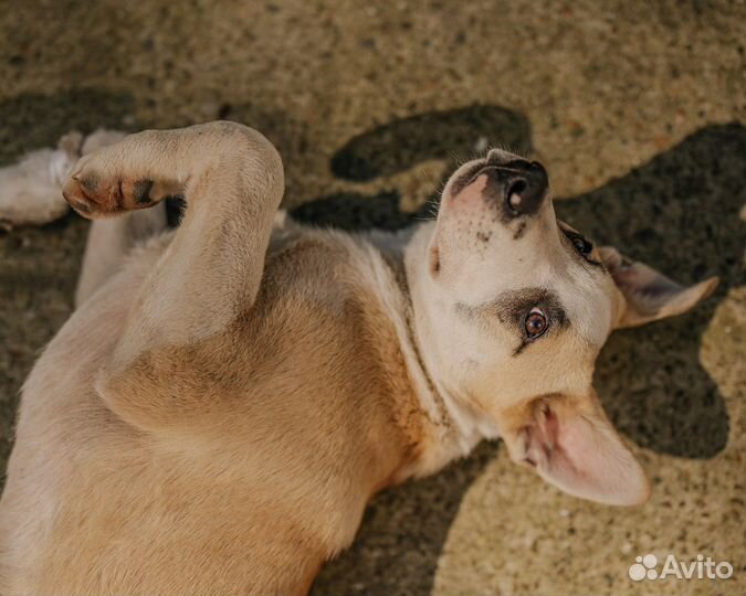 Собака в добрые руки
