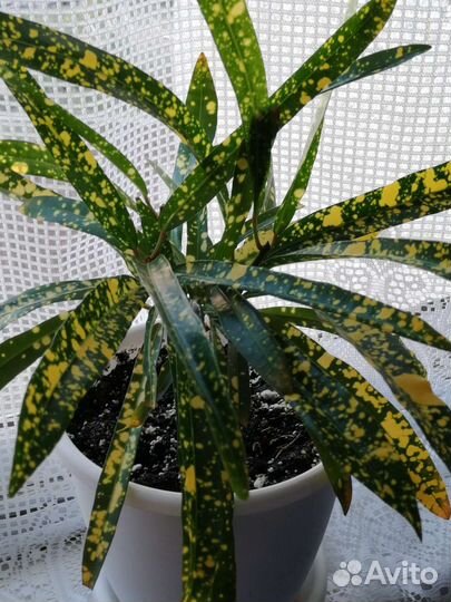 Кротон Gold Star