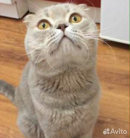 Вязка шотландский вислоухий чемпион