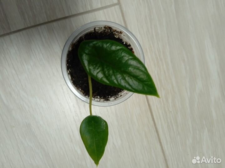 Алоказии решал Шилдс, скальпрум