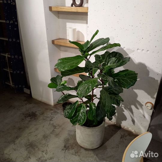 Вазоны, Горшки, Кашпо под заказ из бетона арт 121