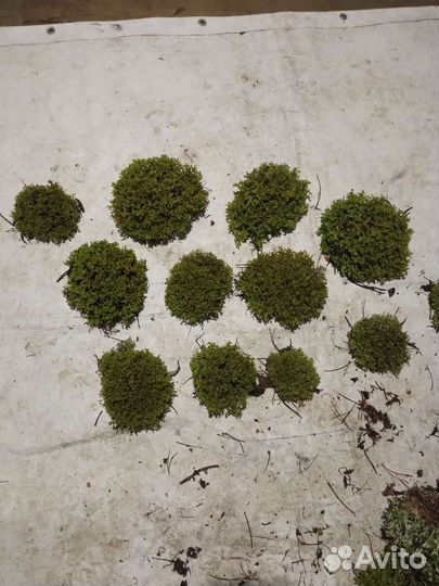 Цетрария декоративная