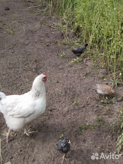 Куры молодки доминант