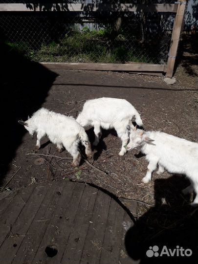 Продам козлят