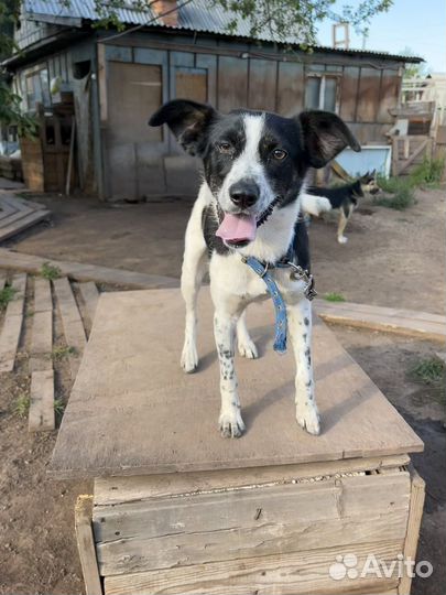 Собака в добрые руки