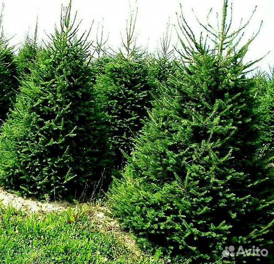 Ель Голубая из питомника с доставкой