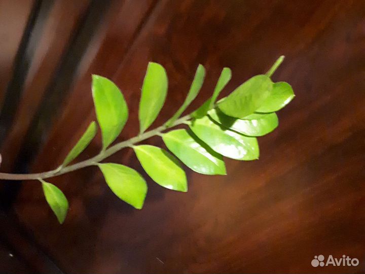 Замиокулькас ветка на укоренение