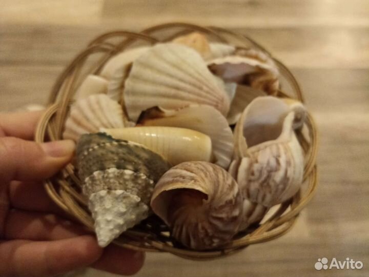 Набор для декора ракушки, морская звезда