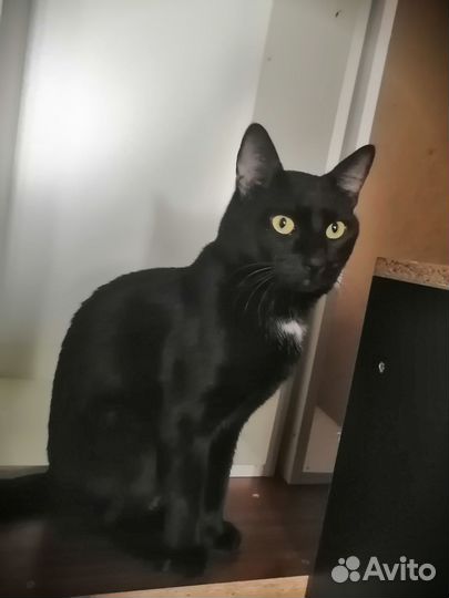 Котята отдам в добрые руки бесплатно