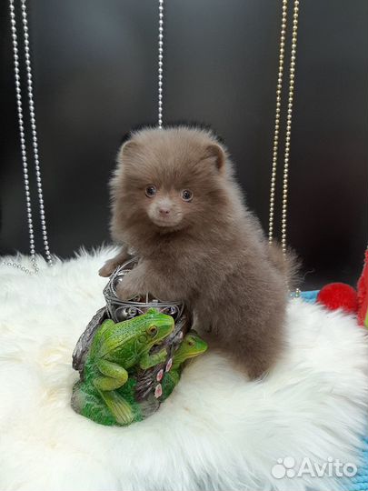 Без предоплат. Мини и стандарт лиловые девочки