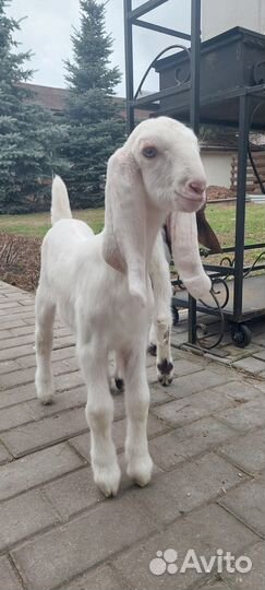 Продам шикарных козлят камори/шами