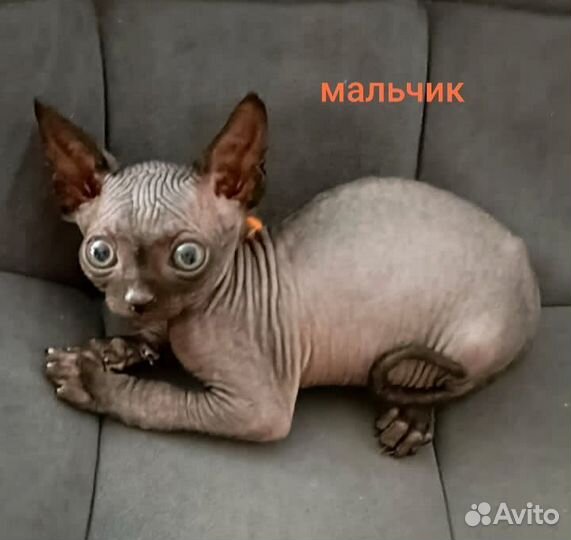 Канадский сфинкс