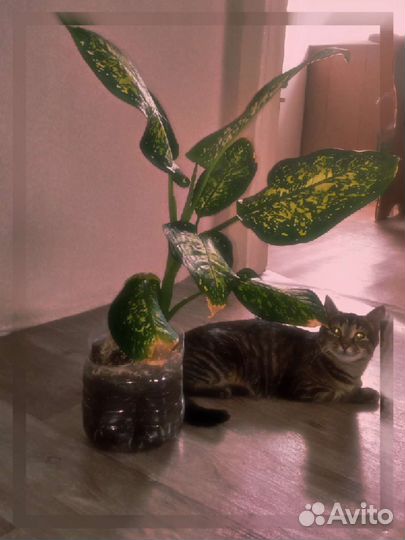 Растения на заказ, цветы, семена