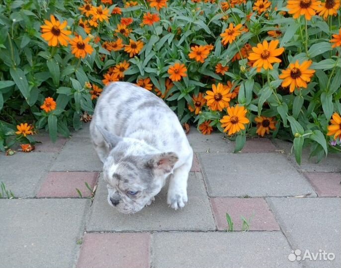 Парнишка в окраске лиловый мрамор